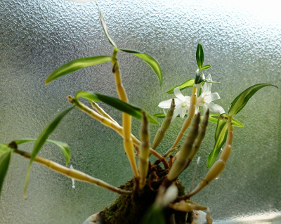 観葉植物の花 へたっぴセロ弾きの雑記帳